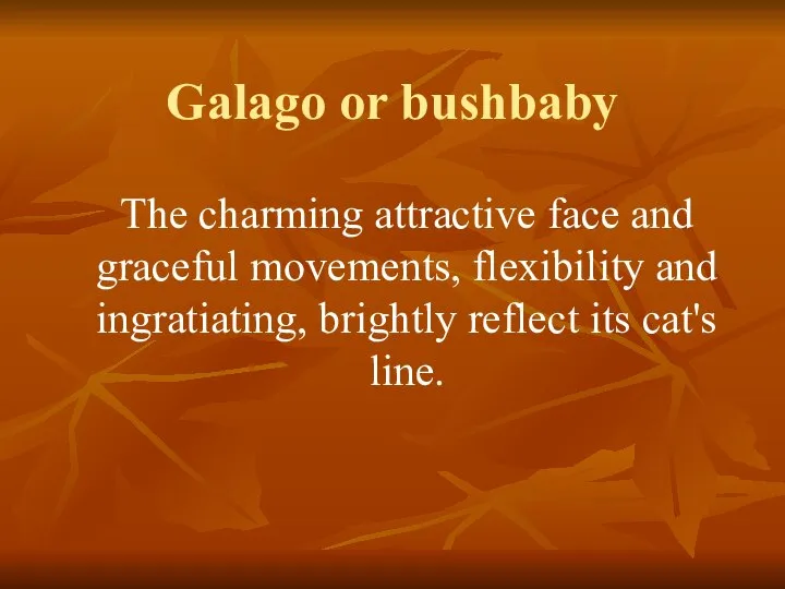 Galago or bushbaby The charming attractive face and graceful movements, flexibility