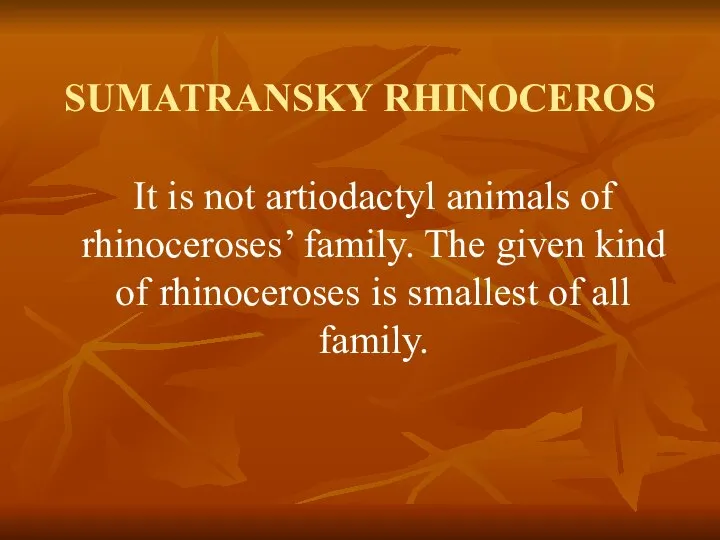 SUMATRANSKY RHINOCEROS It is not artiodactyl animals of rhinoceroses’ family. The