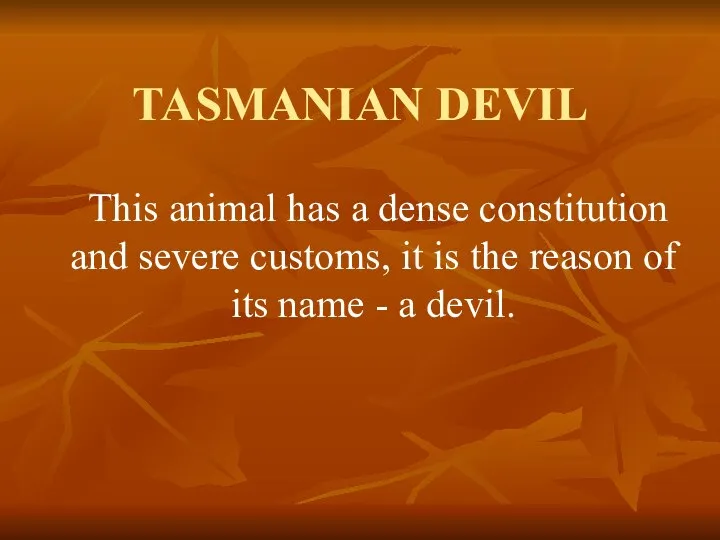 TASMANIAN DEVIL This animal has a dense constitution and severe customs,