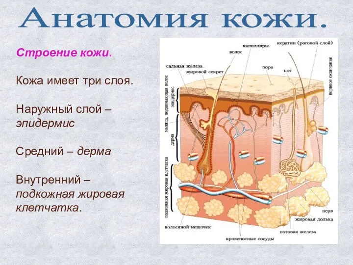 Анатомия кожи. Строение кожи. Кожа имеет три слоя. Наружный слой –