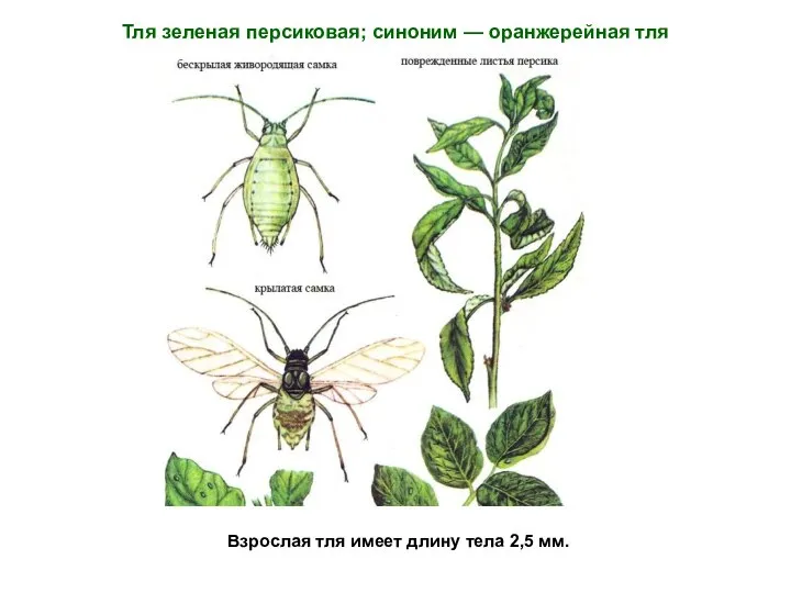 Взрослая тля имеет длину тела 2,5 мм. Тля зеленая персиковая; синоним — оранжерейная тля