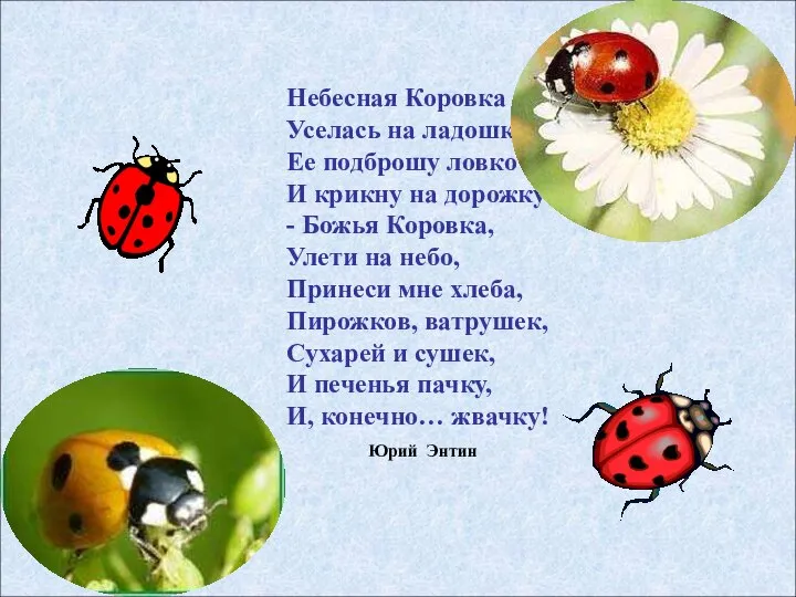 Небесная Коровка Уселась на ладошку. Ее подброшу ловко И крикну на