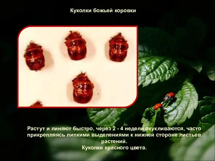 Куколки божьей коровки Растут и линяют быстро, через 2 - 4