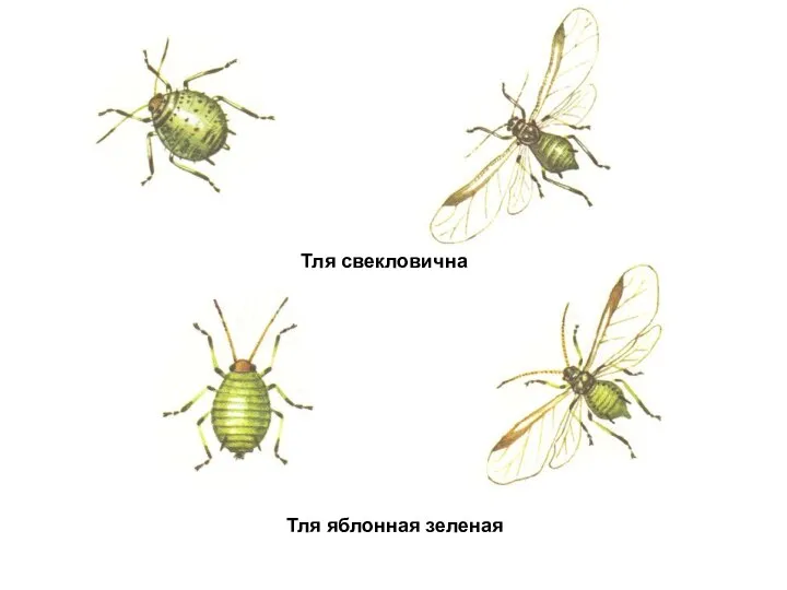 Тля свекловичная Тля яблонная зеленая