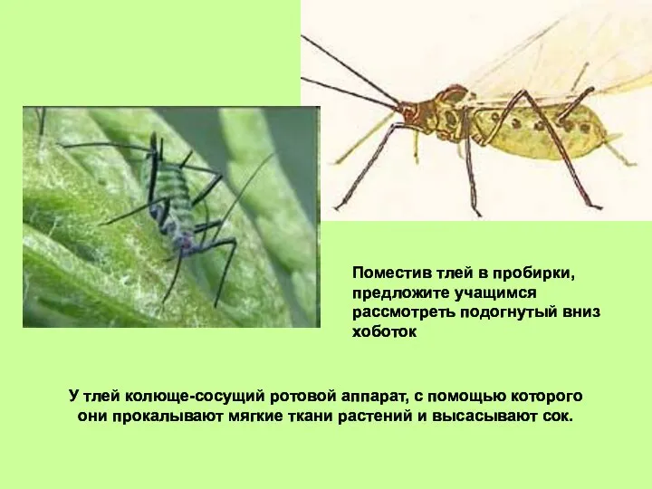 У тлей колюще-сосущий ротовой аппарат, с помощью которого они прокалывают мягкие