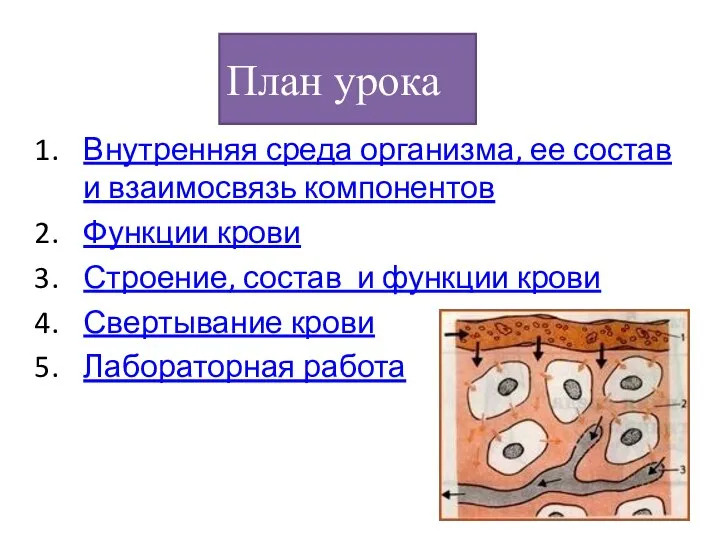План урока Внутренняя среда организма, ее состав и взаимосвязь компонентов Функции