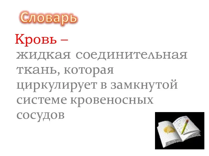 Кровь – жидкая соединительная ткань, которая циркулирует в замкнутой системе кровеносных сосудов