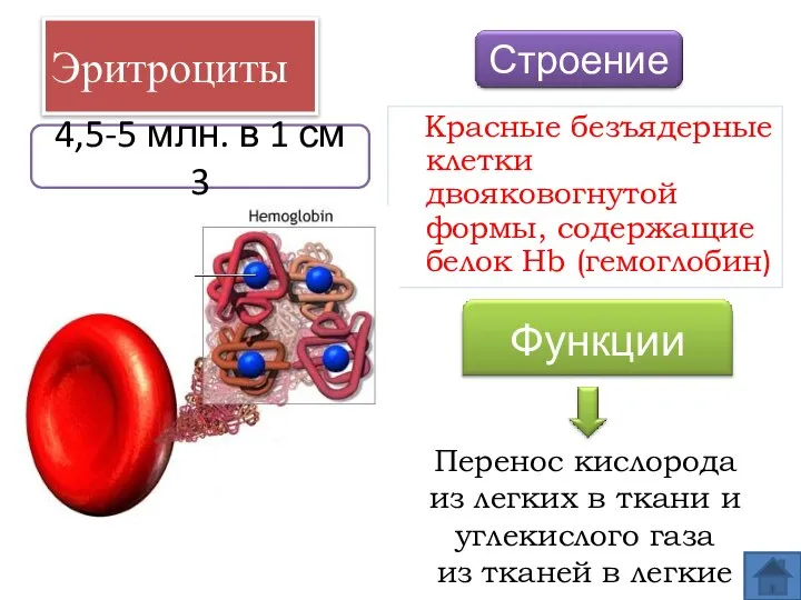 Эритроциты Красные безъядерные клетки двояковогнутой формы, содержащие белок Hb (гемоглобин) Перенос