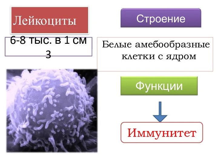 Лейкоциты Белые амебообразные клетки с ядром Иммунитет 6-8 тыс. в 1 см 3