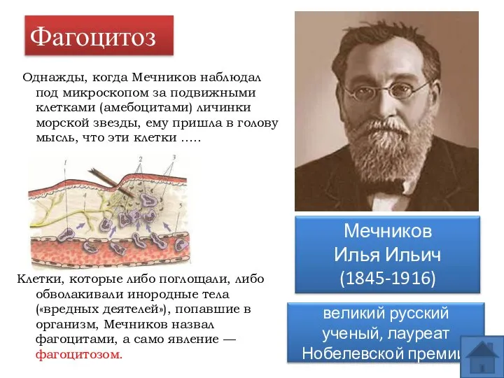 Фагоцитоз Однажды, когда Мечников наблюдал под микроскопом за подвижными клетками (амебоцитами)
