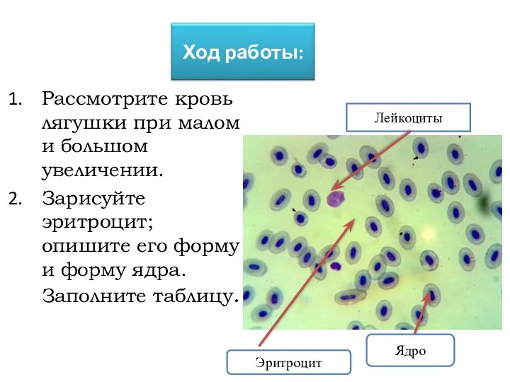 Рассмотрите кровь лягушки при малом и большом увеличении. Зарисуйте эритроцит; опишите