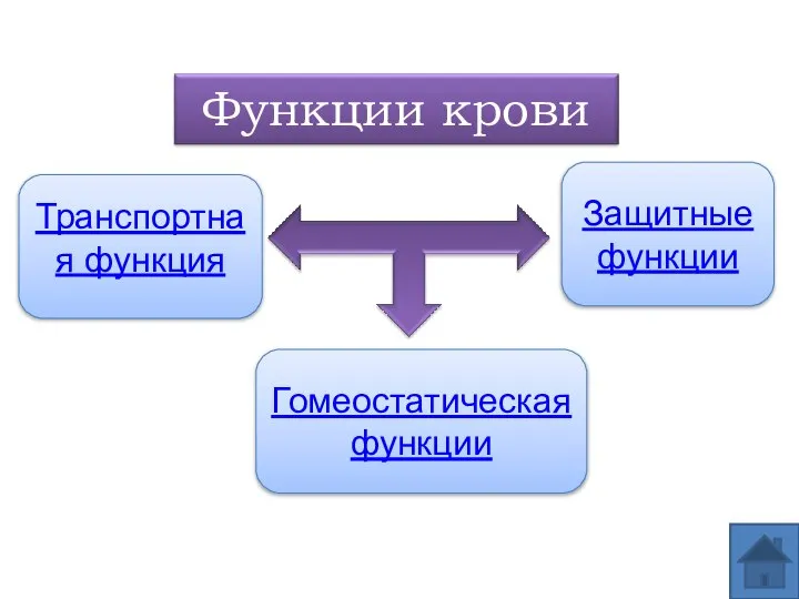 Транспортная функция Защитные функции Гомеостатическая функции