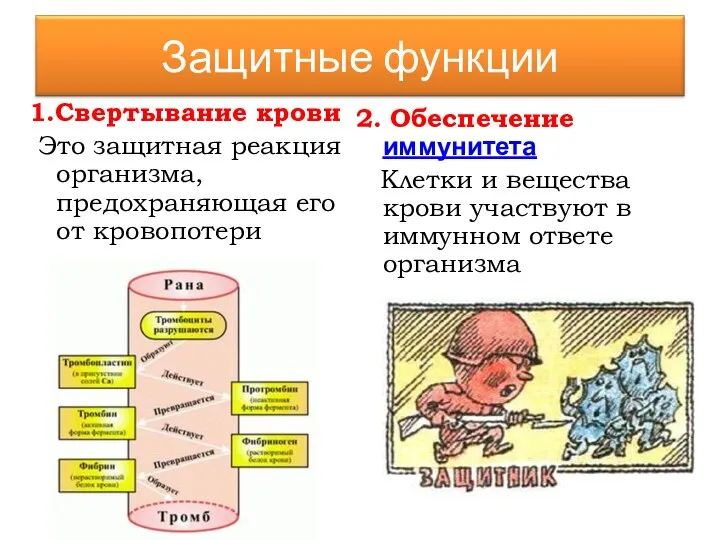 1.Свертывание крови Это защитная реакция организма, предохраняющая его от кровопотери 2.