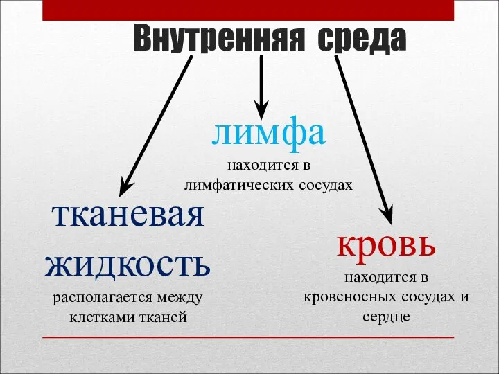 Внутренняя среда тканевая жидкость располагается между клетками тканей лимфа находится в