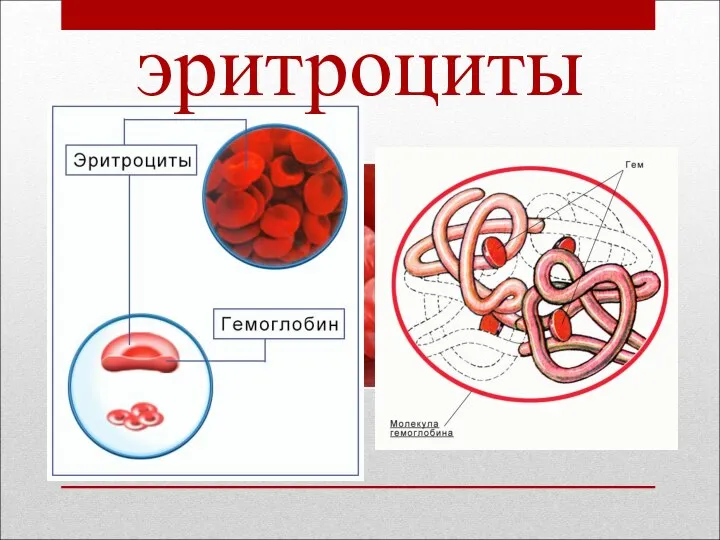 эритроциты