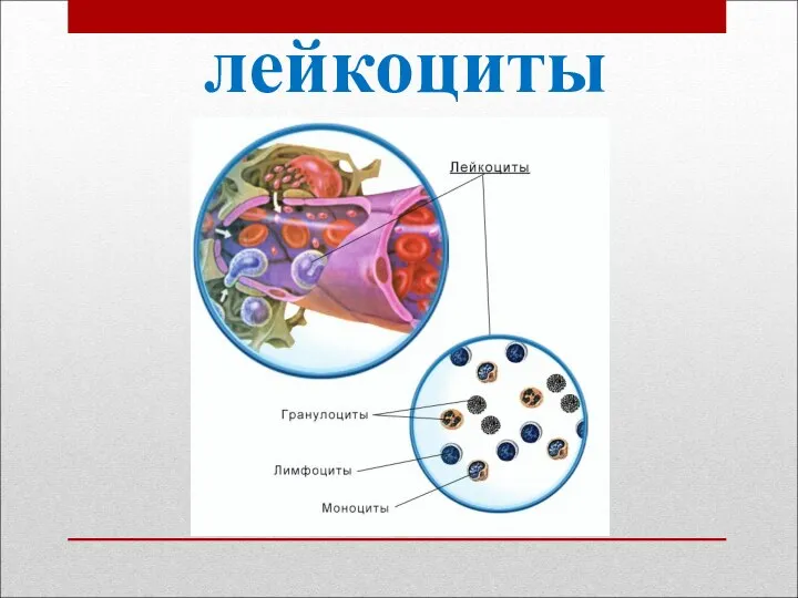 лейкоциты