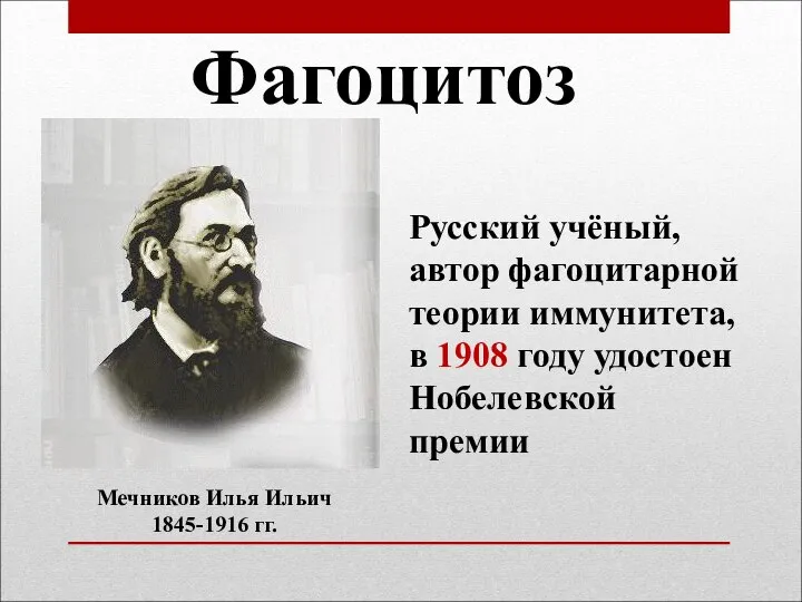 Фагоцитоз Мечников Илья Ильич 1845-1916 гг. Русский учёный, автор фагоцитарной теории