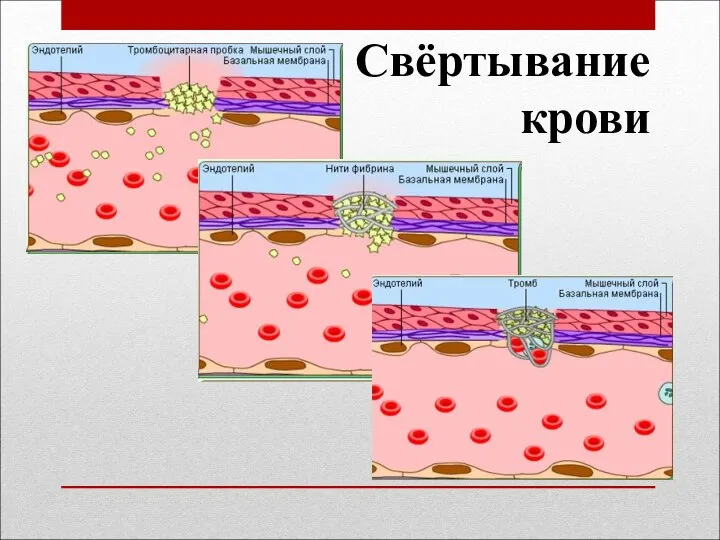 Свёртывание крови