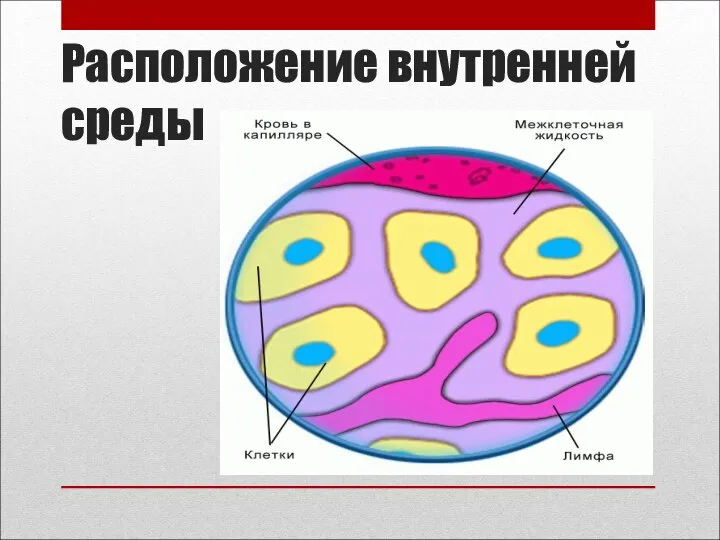 Расположение внутренней среды