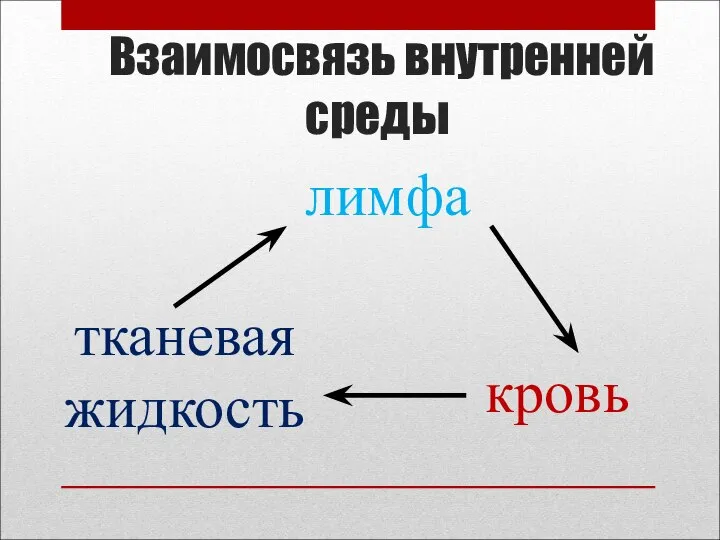 Взаимосвязь внутренней среды тканевая жидкость лимфа кровь