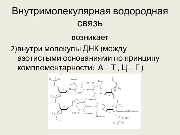 Внутримолекулярная водородная связь возникает 2)внутри молекулы ДНК (между азотистыми основаниями по