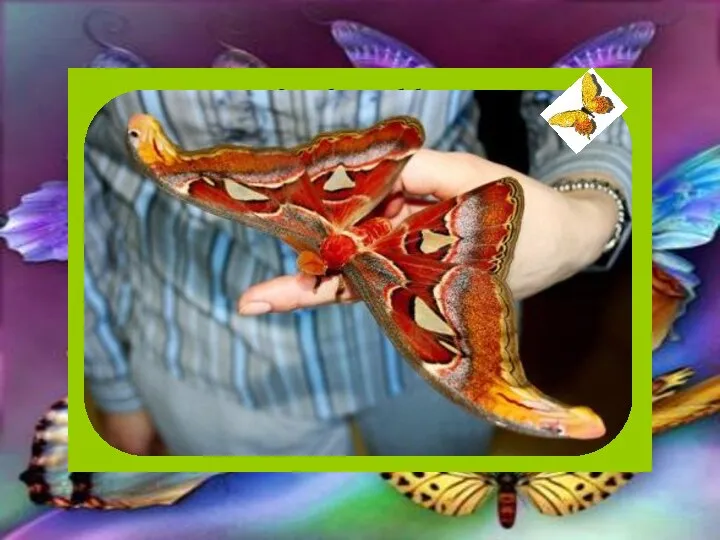 Самая большая бабочка Павлиноглазка . Эта гигантская бабочка обитает на территории