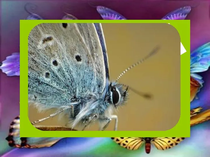 Самая маленькая ночная бабочка среди всех 165 000 известных нам видов