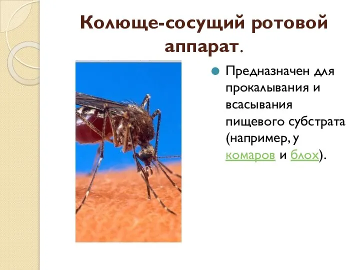 Колюще-сосущий ротовой аппарат. Предназначен для прокалывания и всасывания пищевого субстрата (например, у комаров и блох).