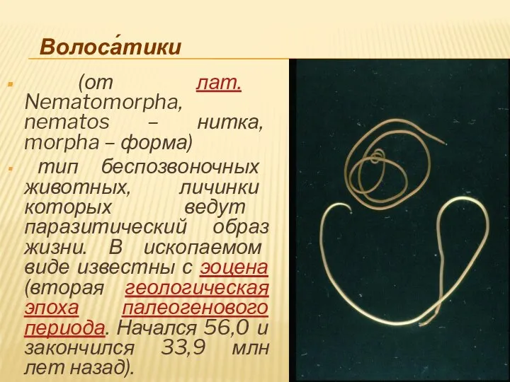 (от лат. Nematomorpha, nematos – нитка, morpha – форма) тип беспозвоночных