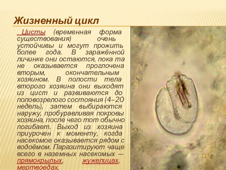 Жизненный цикл Цисты (временная форма существования) очень устойчивы и могут прожить