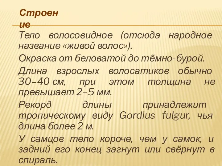 Строение Тело волосовидное (отсюда народное название «живой волос»). Окраска от беловатой