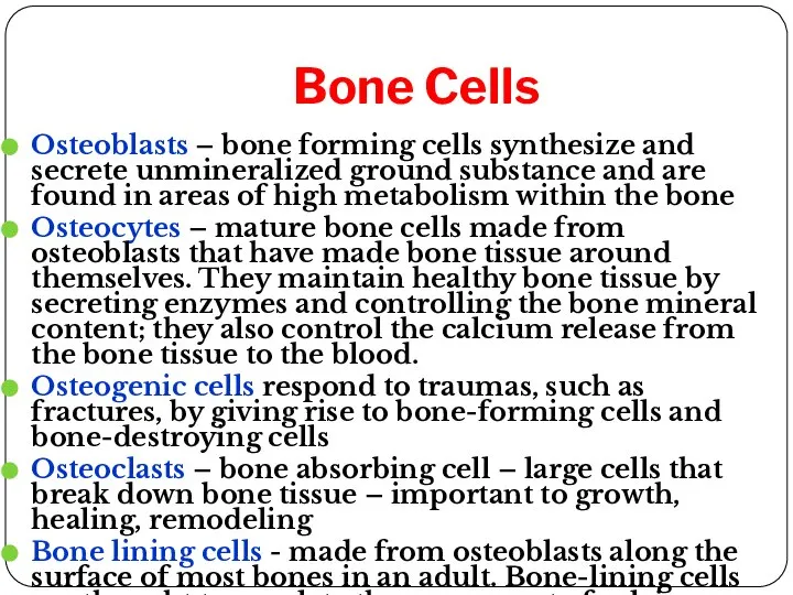 Bone Cells Osteoblasts – bone forming cells synthesize and secrete unmineralized