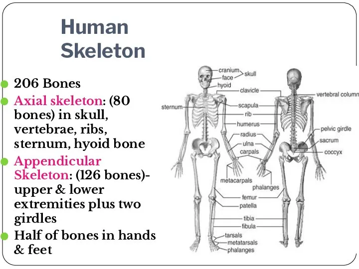 Human Skeleton 206 Bones Axial skeleton: (80 bones) in skull, vertebrae,