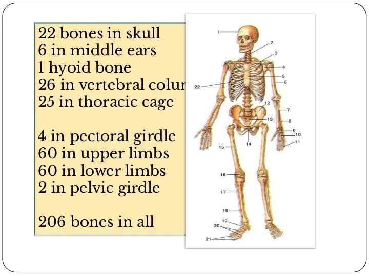 22 bones in skull 6 in middle ears 1 hyoid bone