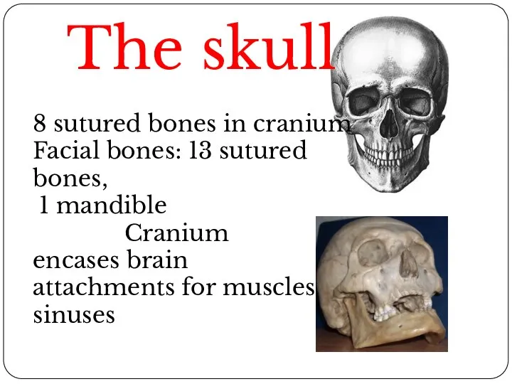 The skull 8 sutured bones in cranium Facial bones: 13 sutured