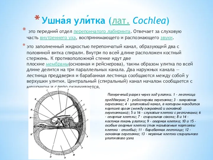 Ушна́я ули́тка (лат. Cochlea) это передний отдел перепончатого лабиринта. Отвечает за