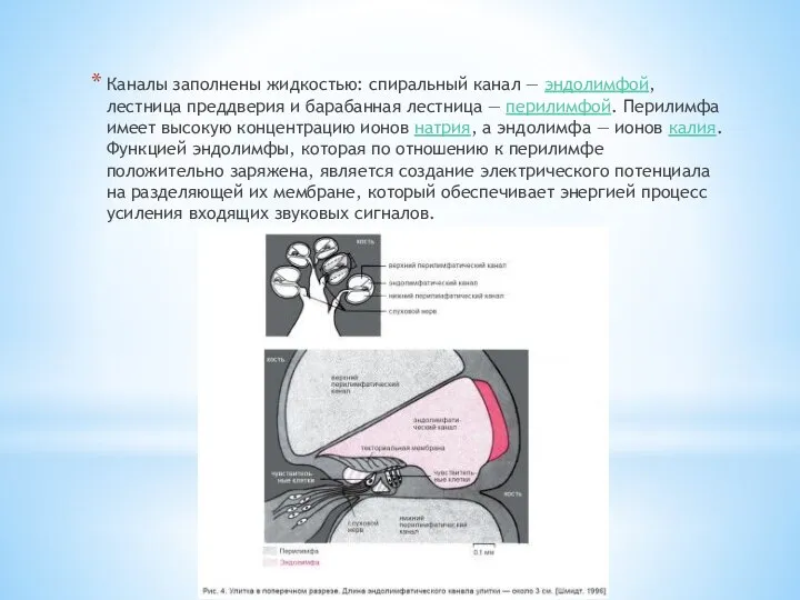 Каналы заполнены жидкостью: спиральный канал — эндолимфой, лестница преддверия и барабанная