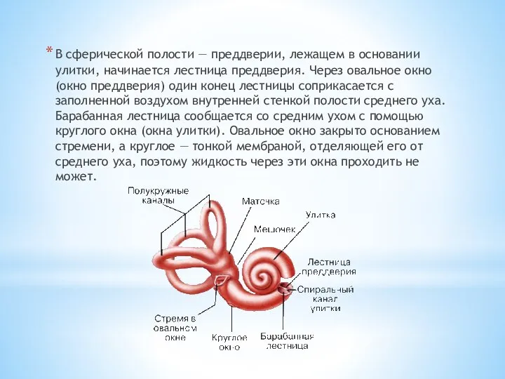 В сферической полости — преддверии, лежащем в основании улитки, начинается лестница