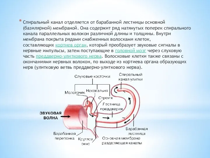 Спиральный канал отделяется от барабанной лестницы основной (базилярной) мембраной. Она содержит