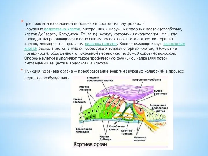 расположен на основной перепонке и состоит из внутренних и наружных волосковых