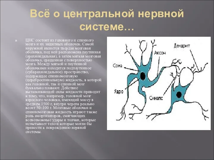 Всё о центральной нервной системе… ЦНС состоит из головного и спинного