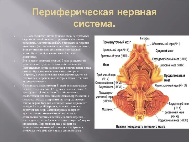 Периферическая нервная система. ПНС обеспечивает двустороннюю связь центральных отделов нервной системы