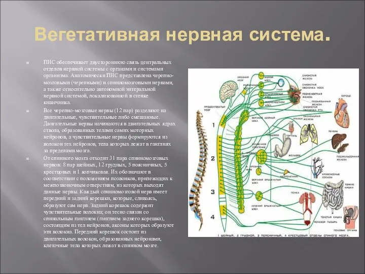 Вегетативная нервная система. ПНС обеспечивает двустороннюю связь центральных отделов нервной системы