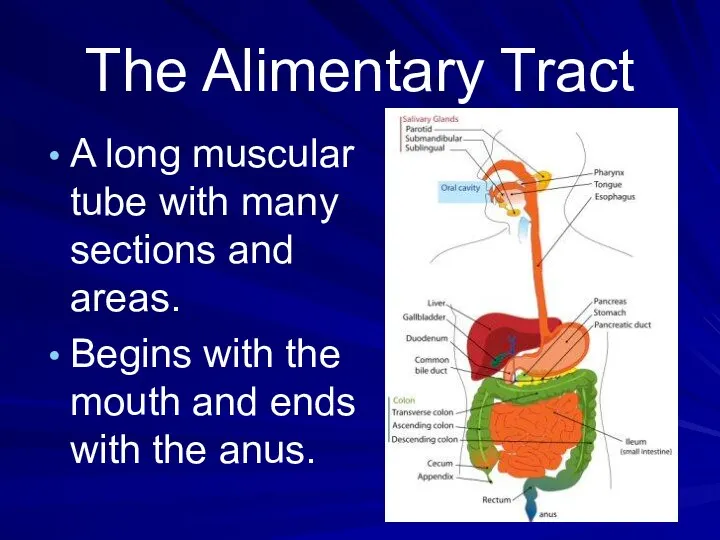 The Alimentary Tract A long muscular tube with many sections and