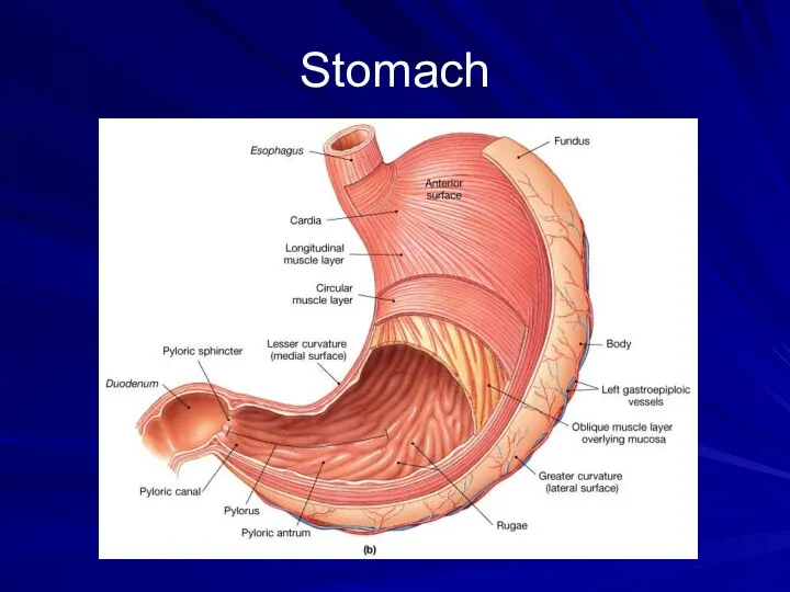 Stomach