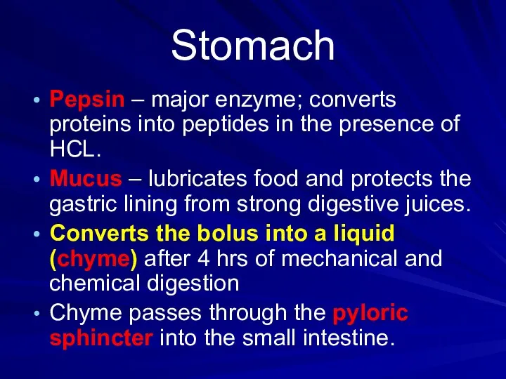 Stomach Pepsin – major enzyme; converts proteins into peptides in the