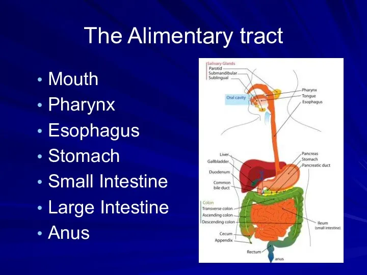 The Alimentary tract Mouth Pharynx Esophagus Stomach Small Intestine Large Intestine Anus