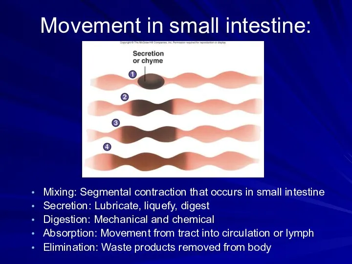 Movement in small intestine: Mixing: Segmental contraction that occurs in small