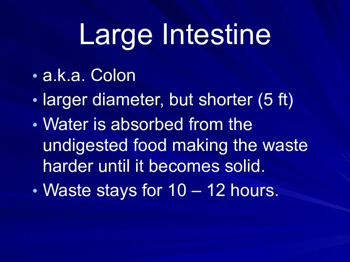 Large Intestine a.k.a. Colon larger diameter, but shorter (5 ft) Water