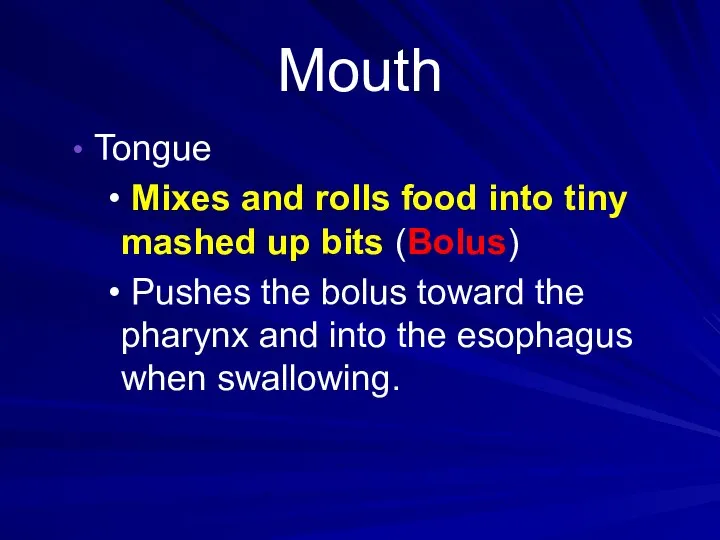 Mouth Tongue Mixes and rolls food into tiny mashed up bits